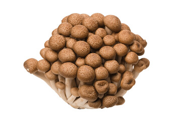 Raw beech mushrooms isolated on white background.