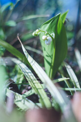 庭に咲くかわいいすずらんの白い花