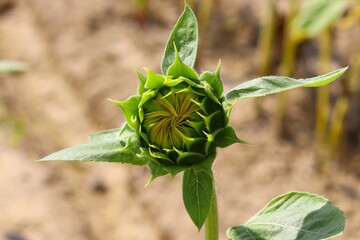 ひまわりのつぼみ