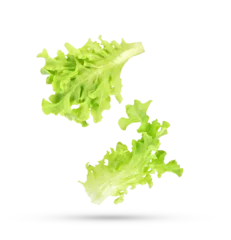 Fresh salad green lettuce leaves falling in the air isolated on transparent background. PNG © PotaeRin