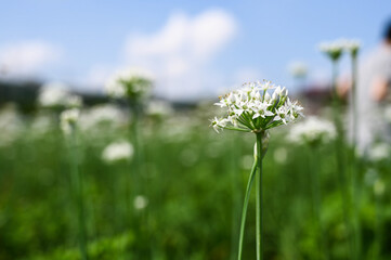 Taoyuan, Taiwan - SEP 08, 2019: People in the Chinese Chive flower field.