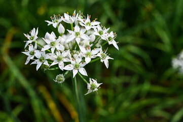 Chinese Chive flower field.
