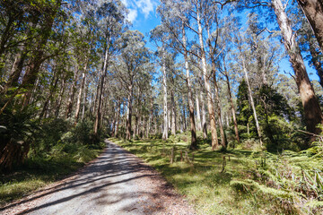 Summer Landscape at Mt St Leonard in Australia