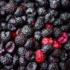 Background raspberries and blackberries. Fresh ripe berries. Square.