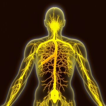 nerve fiber, neural network, yellow line, human body medicine black background vascular whole human figure  x-ray anatomy muscle biology ekg  Generative AI