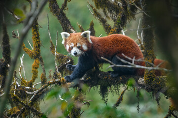 Full body portrait image of a red panda female sitting in a mossy oak nut tree showing the brilliant orange colouration in natural habitat 