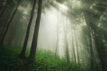 misty morning in green natural woods