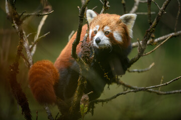 Fototapeta premium Full body portrait of a red panda female on a mossy oak nut tree at Singalila National Park, West Bengal, India