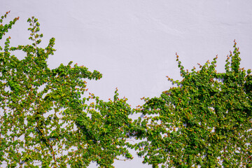 Green creeper plant are growing on gray cement wall background