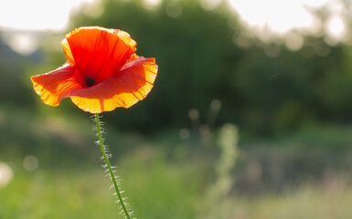 graceful red fragile poppies in the meadow, summer atmosphere on a poppy field