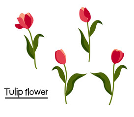 Red tulips on white background