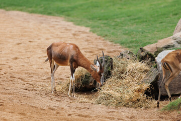 The Blesbok or Blesbuck, Damaliscus Pygargus Phillipsi, a Subspecies of the Bontebok Antelope