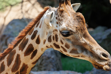Giraffe's Face Seen up Close, in its Natural Environment
