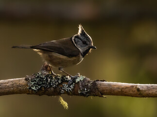 Naklejka premium Crested Tit in Caledonian forest