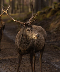 Red deer stags