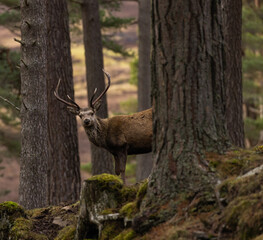 Red deer stags
