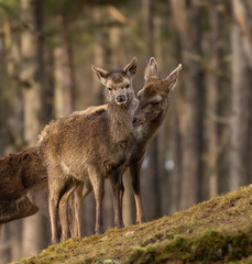Red deer hinds