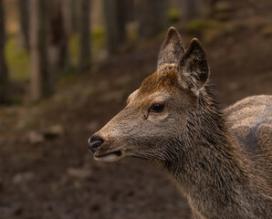 Red deer hinds