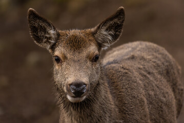 Red deer hinds