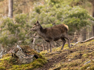 Red deer hinds