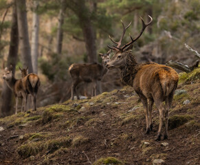 Red deer stags