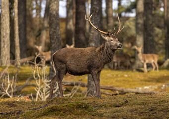Red deer stags