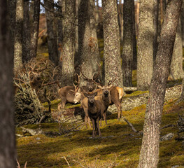Red deer stags