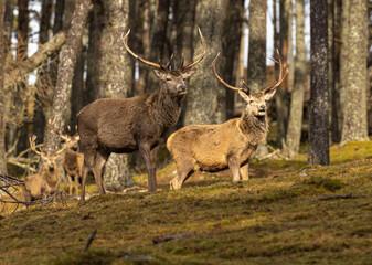 Red deer stags