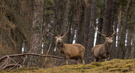 Red deer stags
