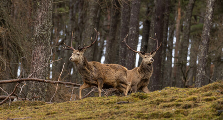 Red deer stags