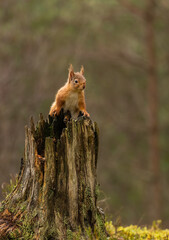 Red Squirrel in Caledonian forest