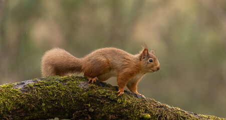Red Squirrel in Caledonian forest