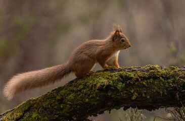 Red Squirrel in Caledonian forest