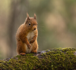 Red Squirrel in Caledonian forest