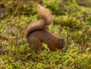 Naklejka na ściany i meble Red Squirrel in Caledonian forest