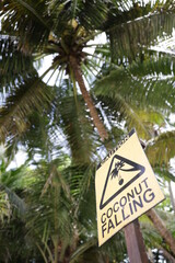 coconut falling