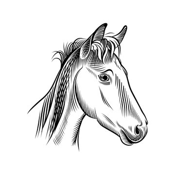 Foal head engraving. Young horse portrait black graphic design isolated on white background. Vector illustration