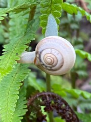 Schnecke auf Farn