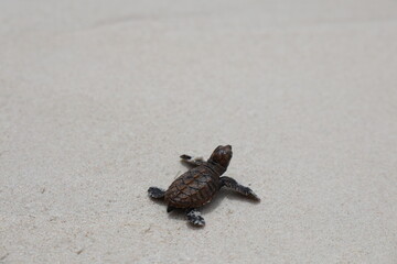 baby sea turtle
