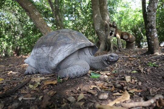 Giant Tortoise Seychelles