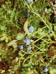 blueberries in the forest
