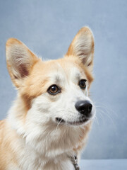 dog smiles. Funny welsh corgi pembroke on a blue background. Pet in the studio