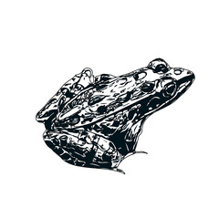 Naklejka premium black and white sketch of a frog with transparent background