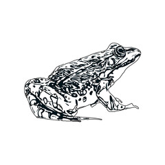 Naklejka premium black and white sketch of a frog with transparent background