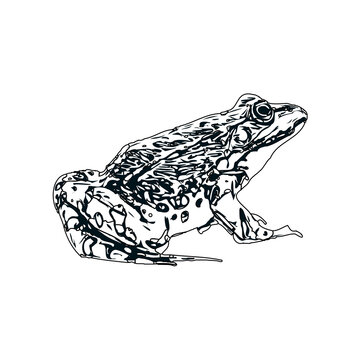 black and white sketch of a frog with transparent background