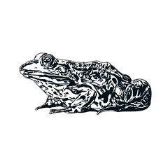 Naklejka premium black and white sketch of a frog with transparent background