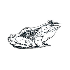 black and white sketch of a frog with transparent background