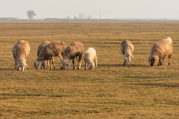 Naklejka na ściany i meble Herd of sheep grazing on vast pasture landscape in Vojvodina