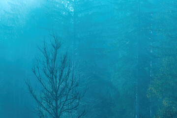 Fototapeta na wymiar Dead tree in morning mist, atmospheric mood landscape