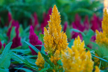 Yellow Salvia blooming in garden,  Sparkling sage, or brilliant sage lat, green leaves.